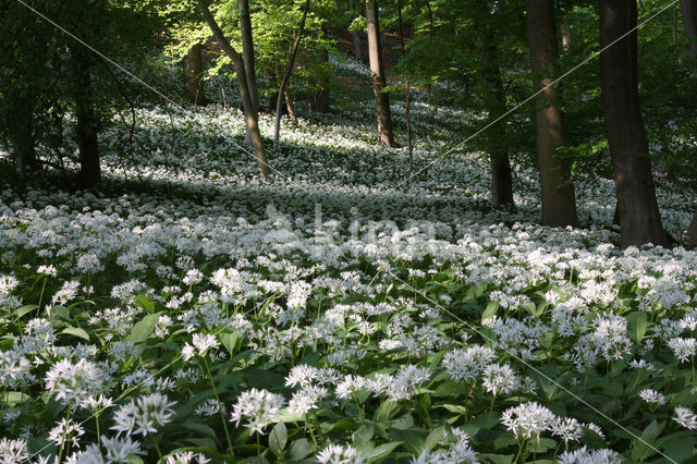 Ramsons (Allium ursinum)