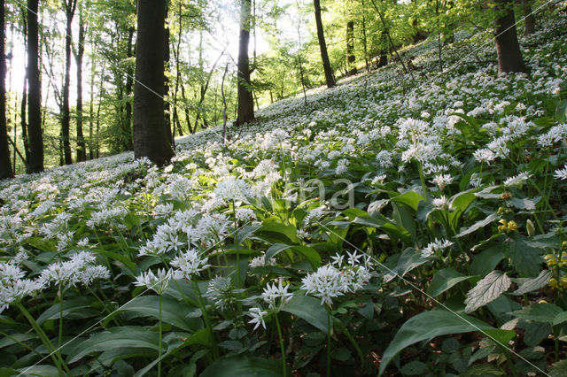 Ramsons (Allium ursinum)