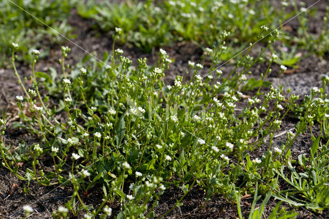 Early Scurvygrass (Cochlearia danica)
