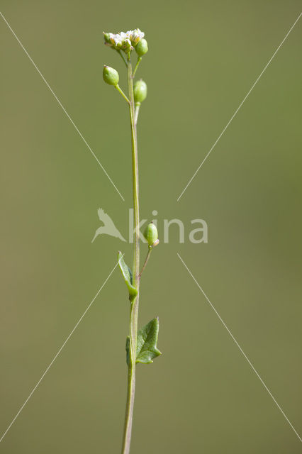 Early Scurvygrass (Cochlearia danica)