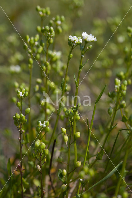 Early Scurvygrass (Cochlearia danica)