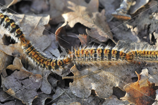 Dennenprocessierups (Thaumetopoea pityocampa)