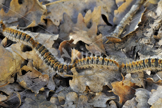 Dennenprocessierups (Thaumetopoea pityocampa)