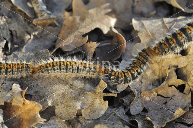 Pine processionary Moth (Thaumetopoea pityocampa)