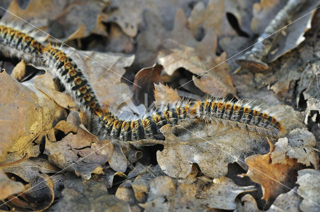 Dennenprocessierups (Thaumetopoea pityocampa)