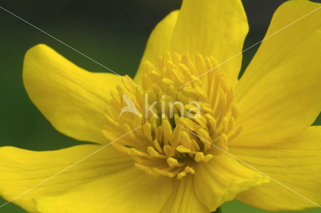 Dotterbloem (Caltha palustris)