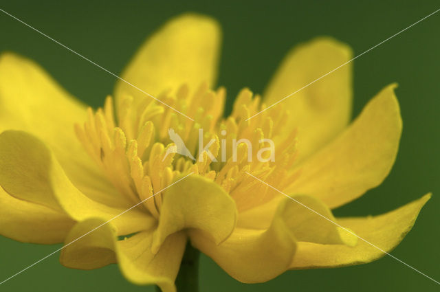 Dotterbloem (Caltha palustris)