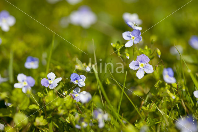 Slender Speedwell (Veronica filiformis)