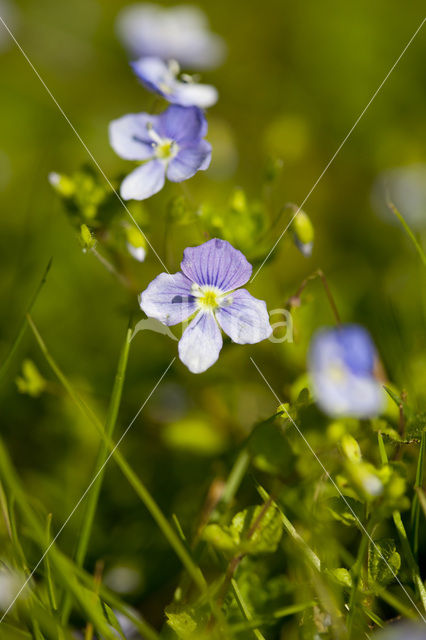 Slender Speedwell (Veronica filiformis)