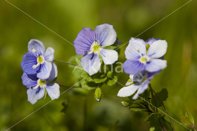 Draadereprijs (Veronica filiformis)