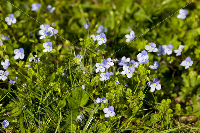 Slender Speedwell (Veronica filiformis)