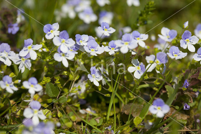 Slender Speedwell (Veronica filiformis)