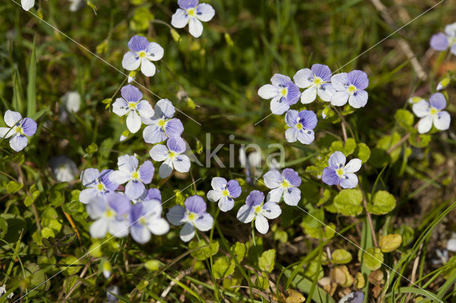 Slender Speedwell (Veronica filiformis)