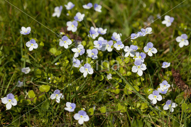 Slender Speedwell (Veronica filiformis)