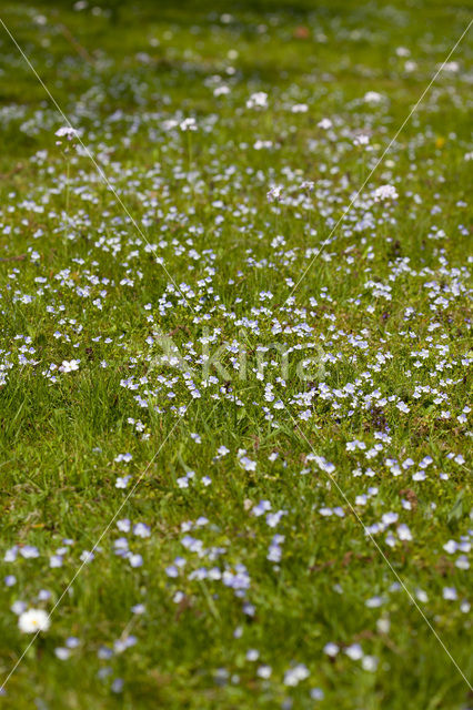 Slender Speedwell (Veronica filiformis)