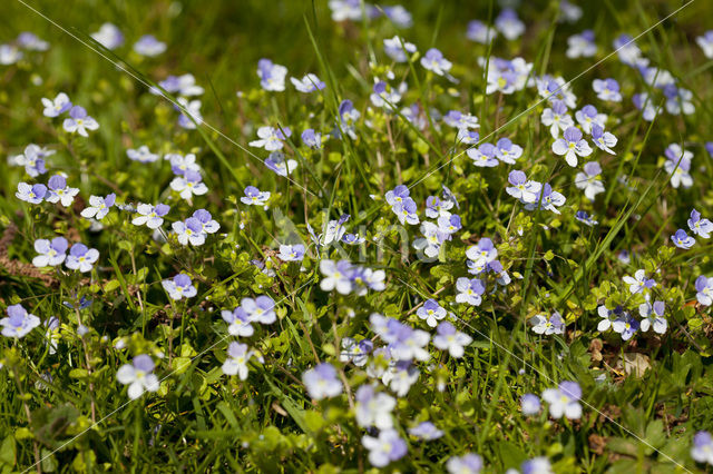 Slender Speedwell (Veronica filiformis)