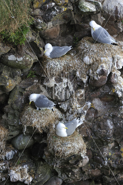 Black-legged Kittiwake (Rissa tridactyla)