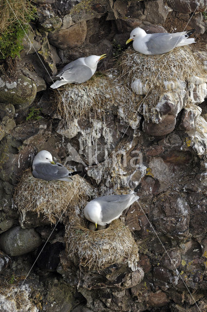 Black-legged Kittiwake (Rissa tridactyla)