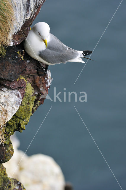 Black-legged Kittiwake (Rissa tridactyla)