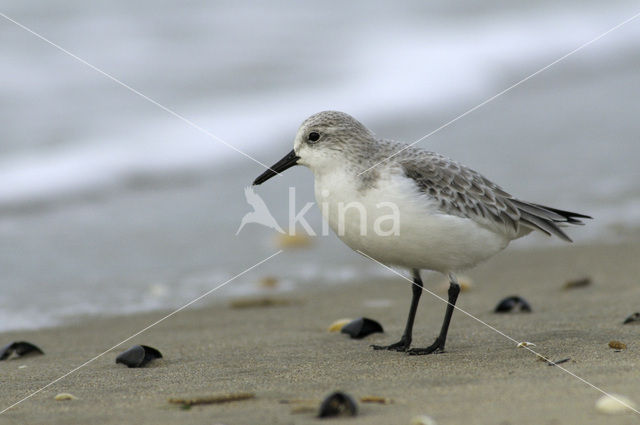 Drieteenstrandloper (Calidris alba)