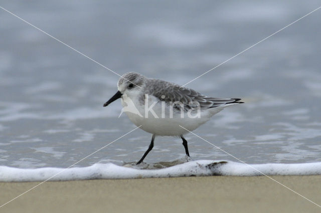 Drieteenstrandloper (Calidris alba)