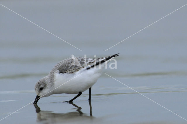 Sanderling (Calidris alba)