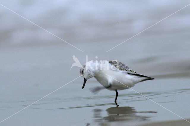 Drieteenstrandloper (Calidris alba)