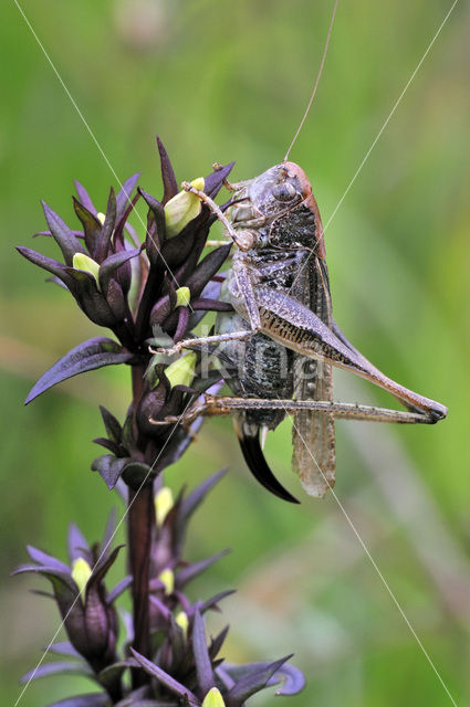 Grey Bush-cricket (Platycleis albopunctata)