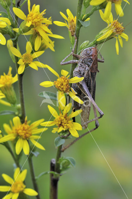 Grey Bush-cricket (Platycleis albopunctata)