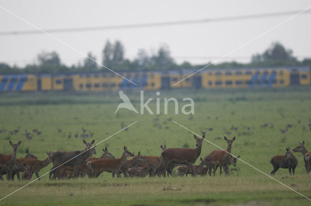 Red Deer (Cervus elaphus)