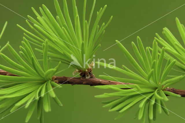 Europese lork (Larix decidua)