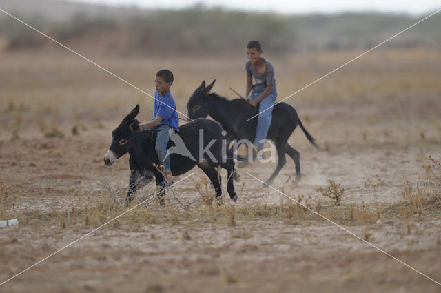 Ezel (Equus asinus)