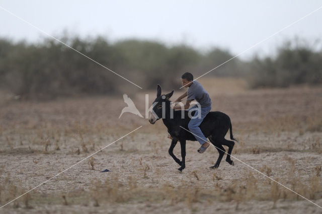 Donkey (Equus asinus)