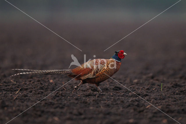 Ring-necked Pheasant (Phasianus colchicus)