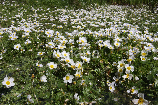 Common Waterstarwort (Ranunculus aquatilis)