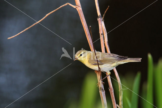 Willow Warbler (Phylloscopus trochilus)