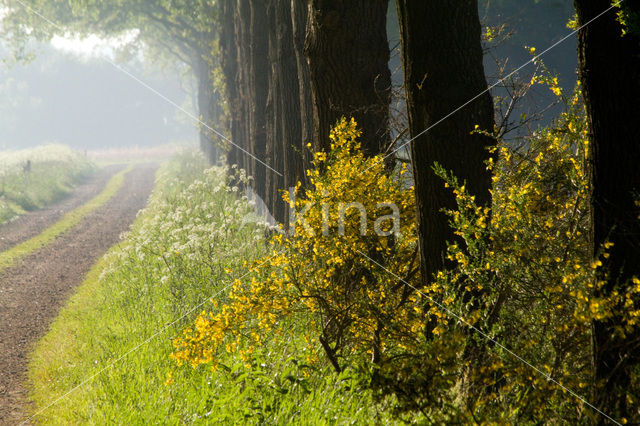 Cow Parsley (Anthriscus sylvestris)