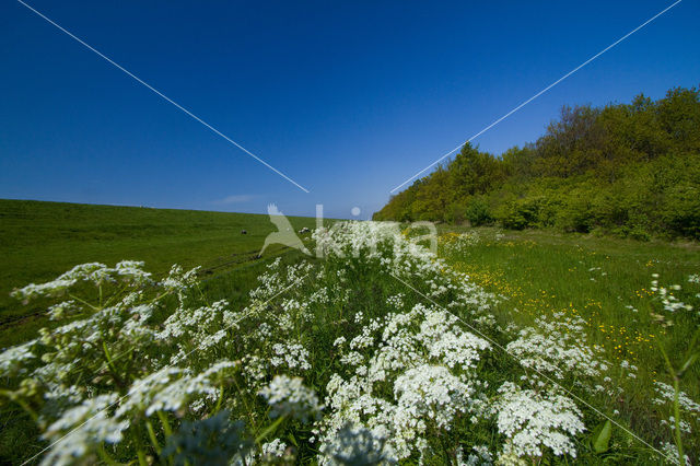 Fluitekruid (Anthriscus sylvestris)