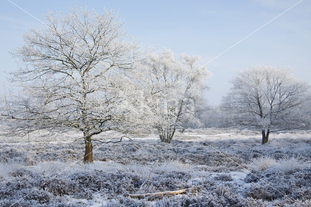 Gasterse Duinen