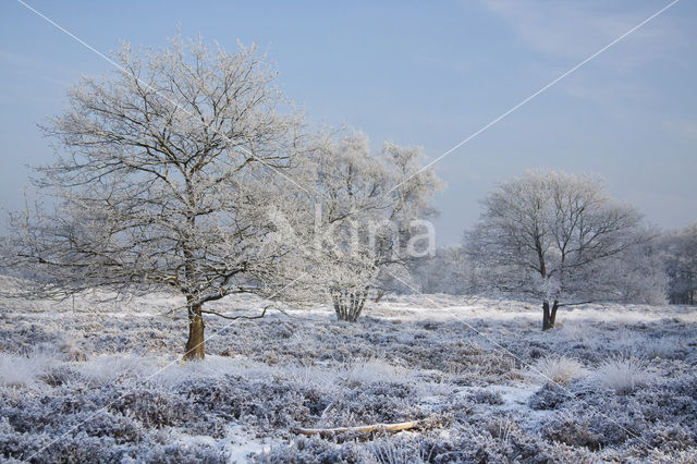 Gasterse Duinen