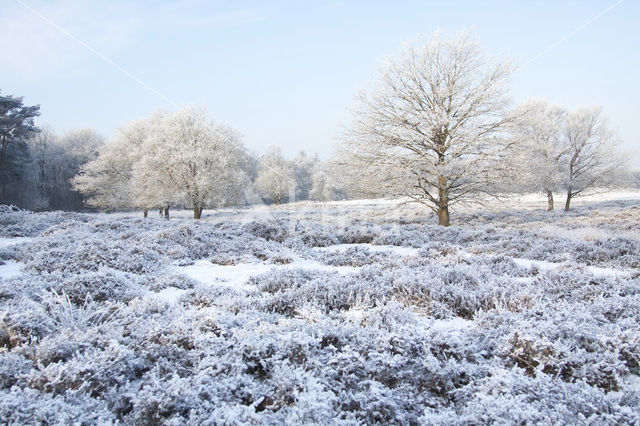 Gasterse Duinen