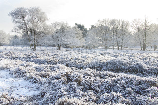 Gasterse Duinen