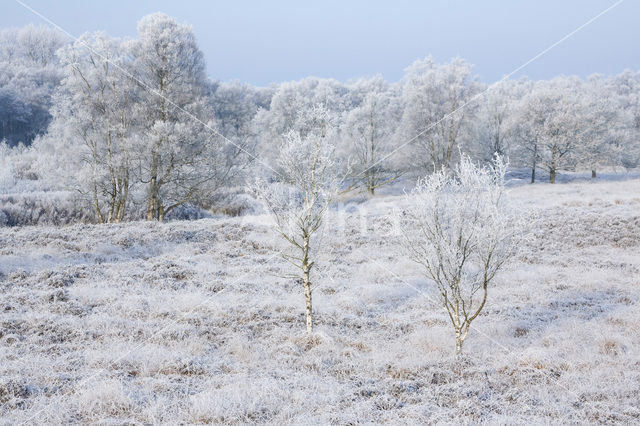 Gasterse Duinen