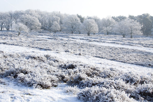 Gasterse Duinen