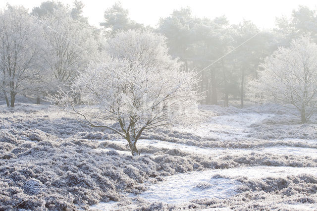 Gasterse Duinen