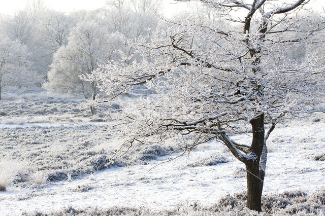 Gasterse Duinen