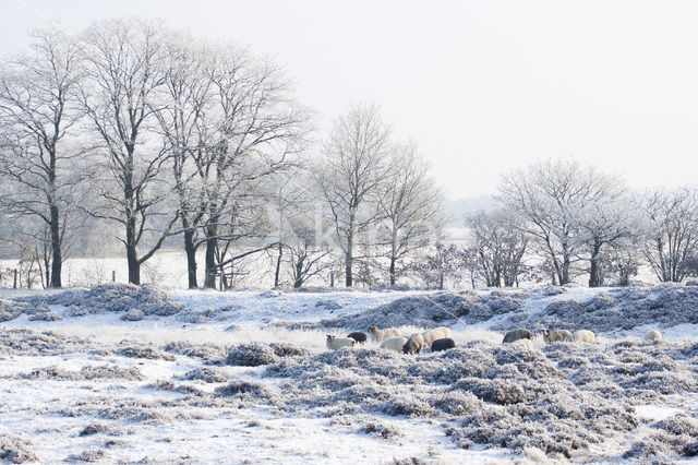 Gasterse Duinen