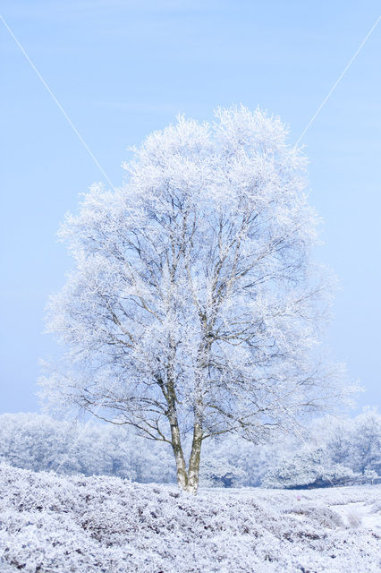 Gasterse Duinen