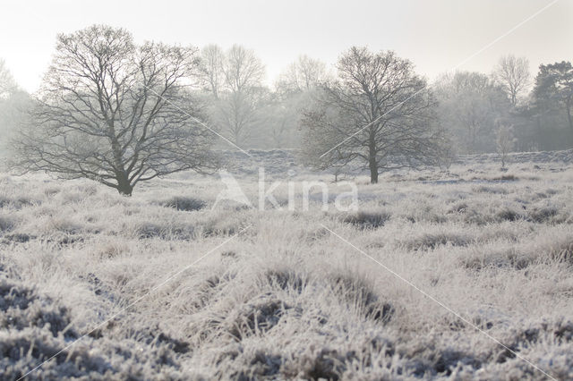 Gasterse Duinen