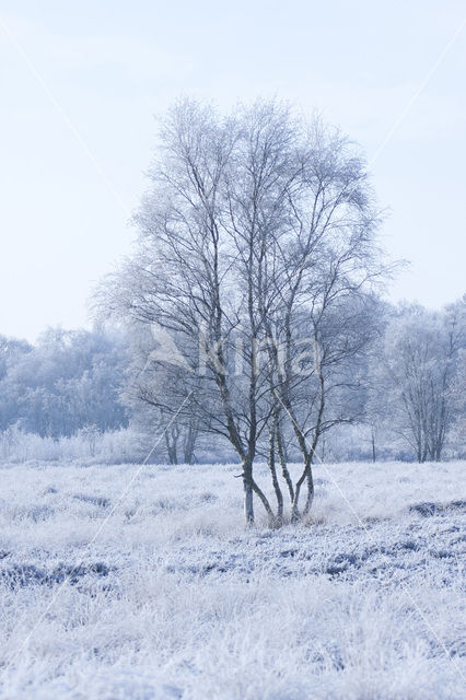 Gasterse Duinen